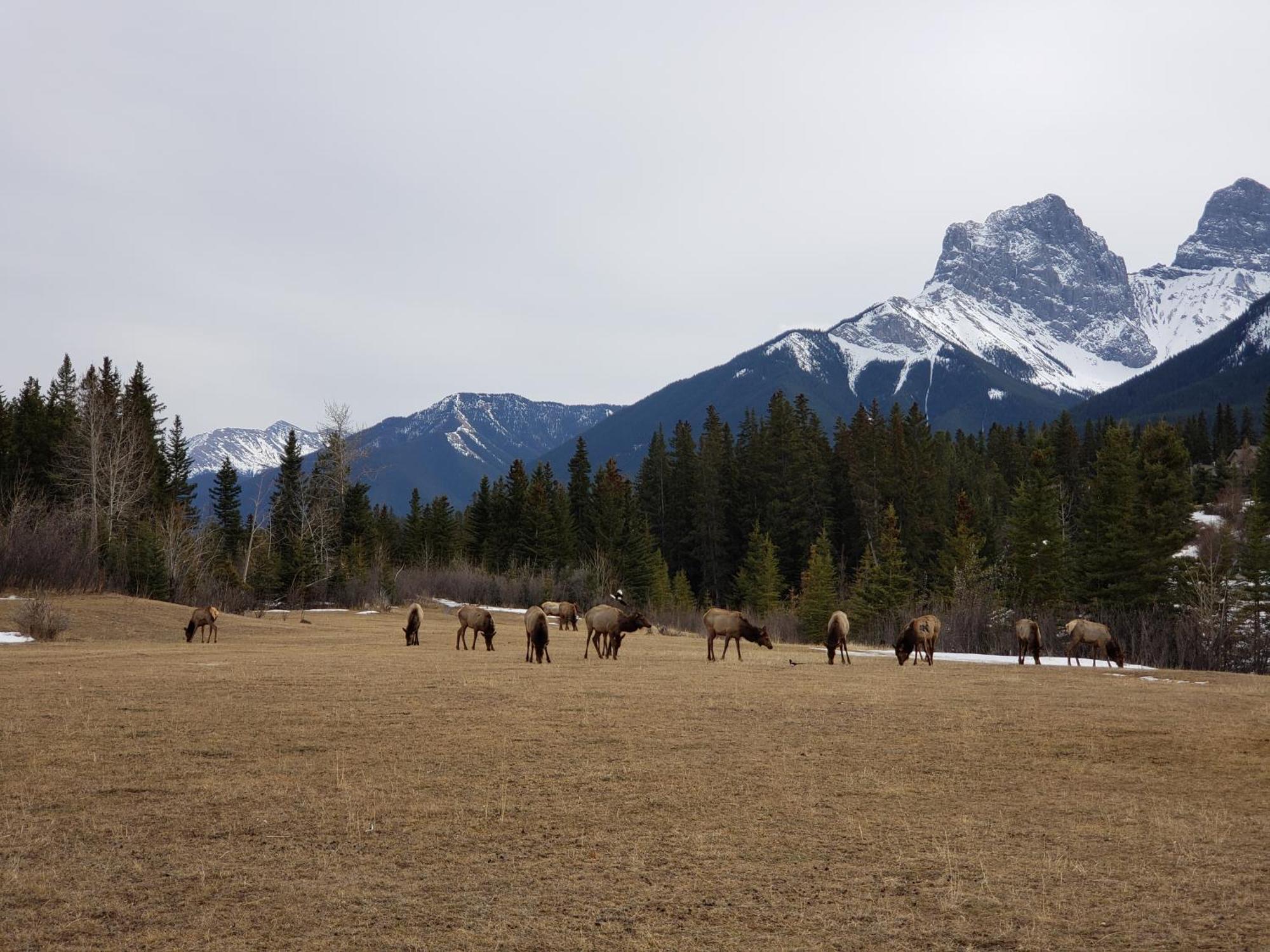 Enchanted Mountain Getaway Canmore Exterior foto